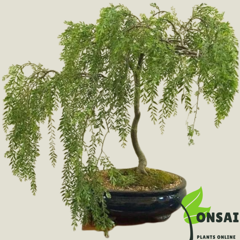 Weeping Willow Bonsai Tree - Image 3
