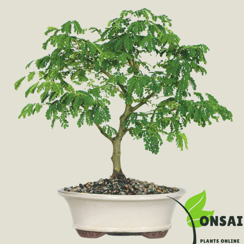 Brazilian Rain Tree Bonsai - Image 2