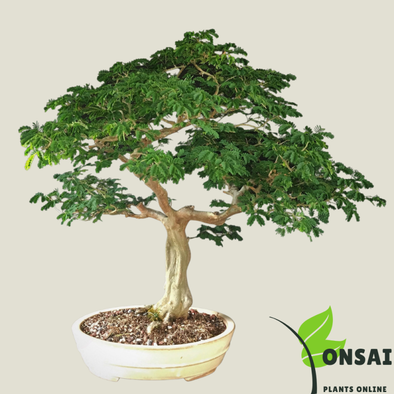Brazilian Rain Tree Bonsai - Image 3