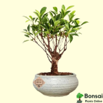 Ficus Long Island Bonsai Tree 4 Years 30 cm