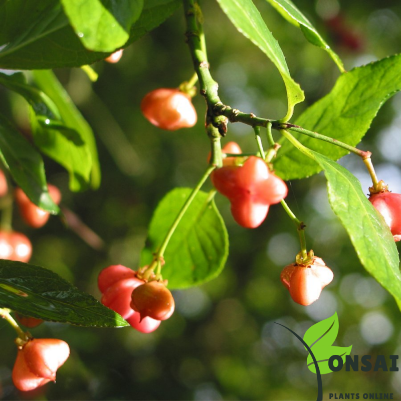 Spindle Bonsai Tree (Euonymous Bonsai) - Image 5