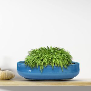 Blue Bonsai Pots for Plants, Ceramic Pot 17x28x7 CM