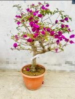 Bougainvillea Flowering Bonsai Tree 10 Years Old 80 cm