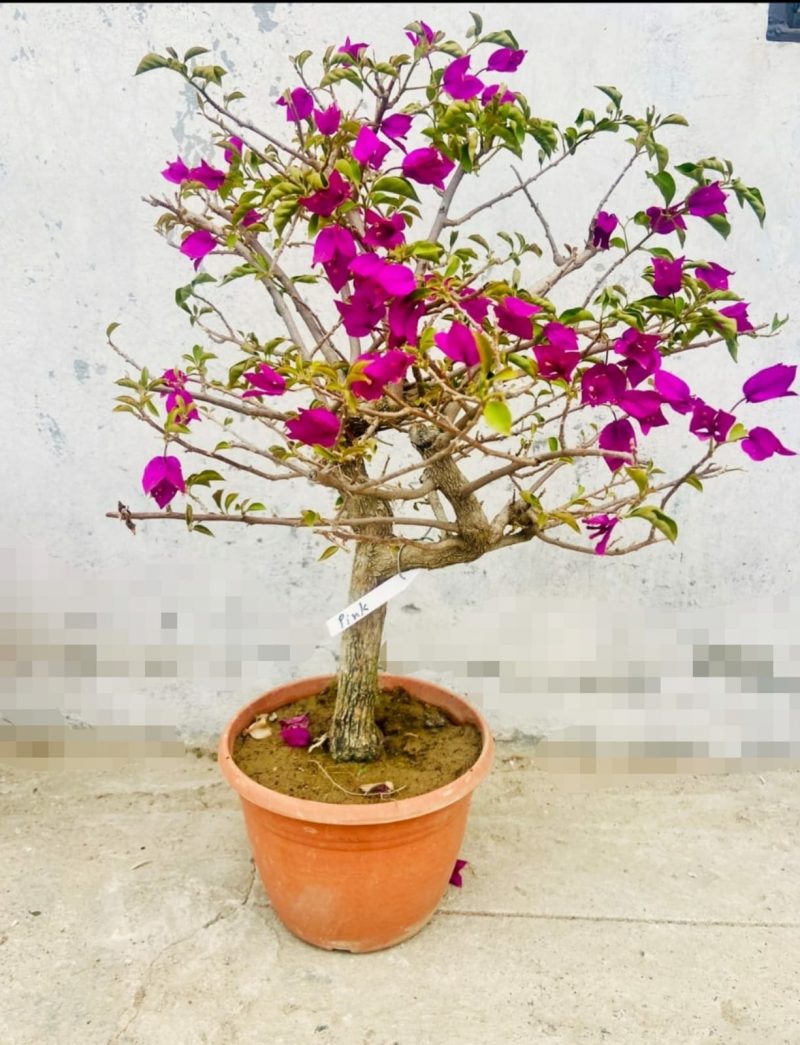 Bougainvillea Flowering Bonsai Tree 10 Years Old 80 cm