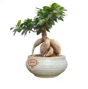 Ficus Microcarpa Bonsai Tree 6 Years 30 cm