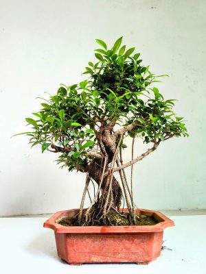 Ficus Bonsai Tree Aerial Root 15 Years 50 CM