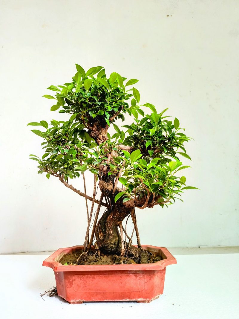 Ficus Bonsai Tree Aerial Root 15 Years 50 CM - Image 2