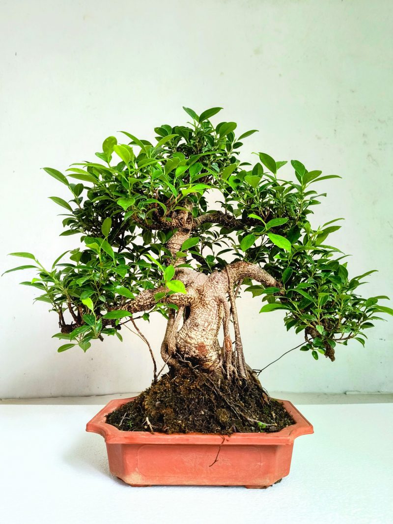 Ficus Bonsai Tree Aerial Root 15 Years 50 CM - Image 2