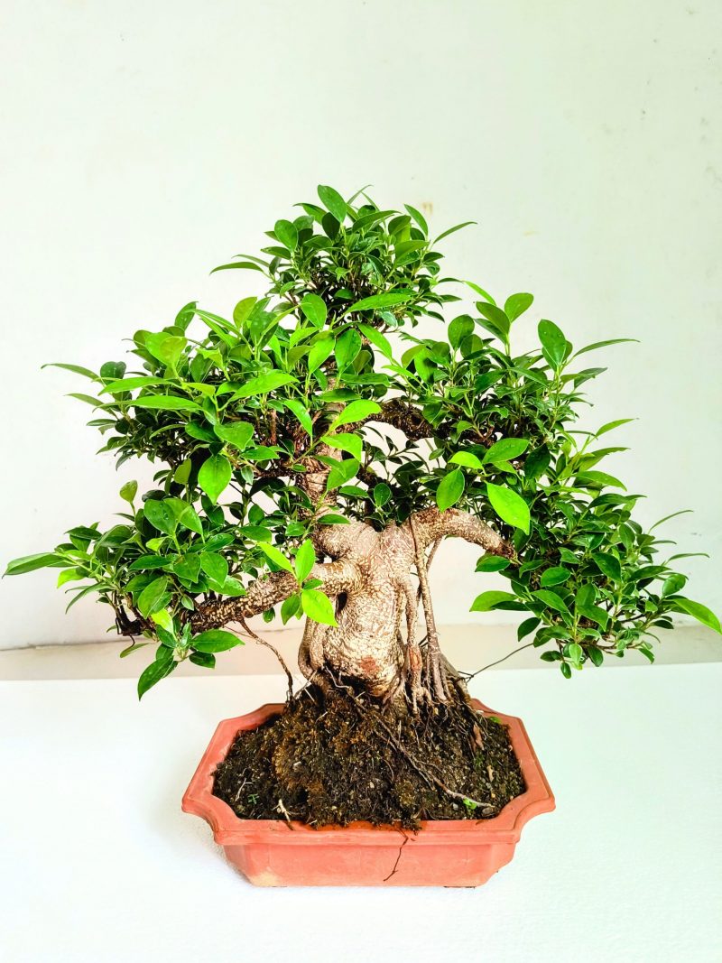 Ficus Bonsai Tree Aerial Root 15 Years 50 CM - Image 3
