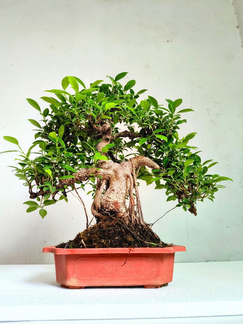 Ficus Bonsai Tree Aerial Root 15 Years 50 CM - Image 4