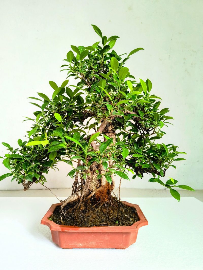 Ficus Bonsai Tree Aerial Root 15 Years 50 CM - Image 5