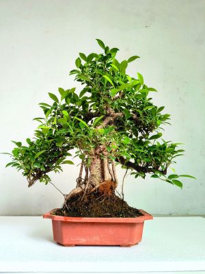 affordable large bonsai plants