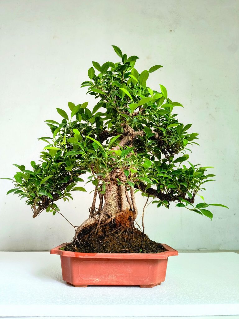 affordable large bonsai plants