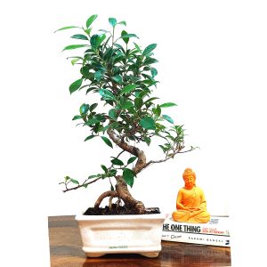 Ficus Plant Bonsai 5 Years 20 cm