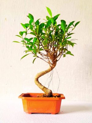 Ficus Bonsai Plant 4 Years Old 12 Inches 30 cm