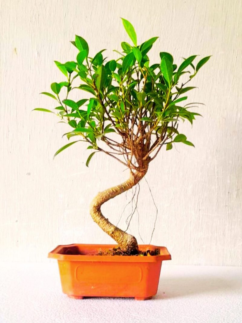 Ficus Bonsai Plant 4 Years Old 12 Inches 30 cm
