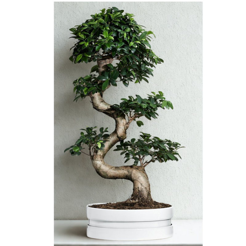 Ficus Microcarpa Bonsai Tree 70 cm - Image 5