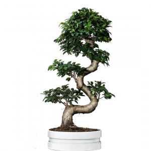 Ficus Microcarpa Bonsai Tree 70 cm
