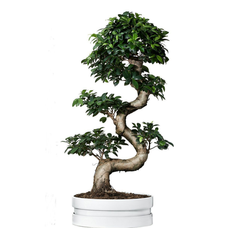 Ficus Microcarpa Bonsai Tree 70 cm
