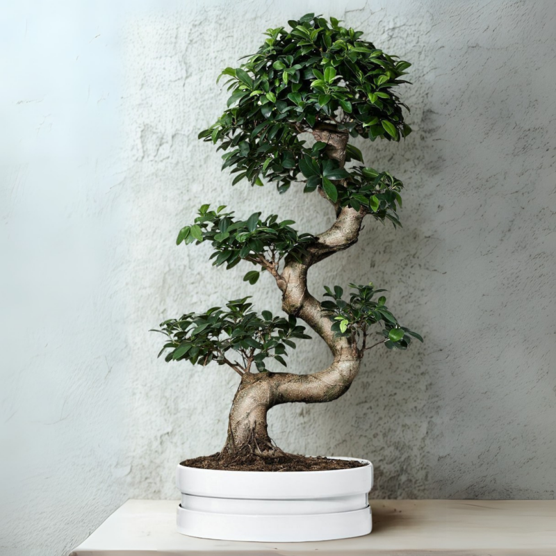 Ficus Microcarpa Bonsai Tree 70 cm - Image 2