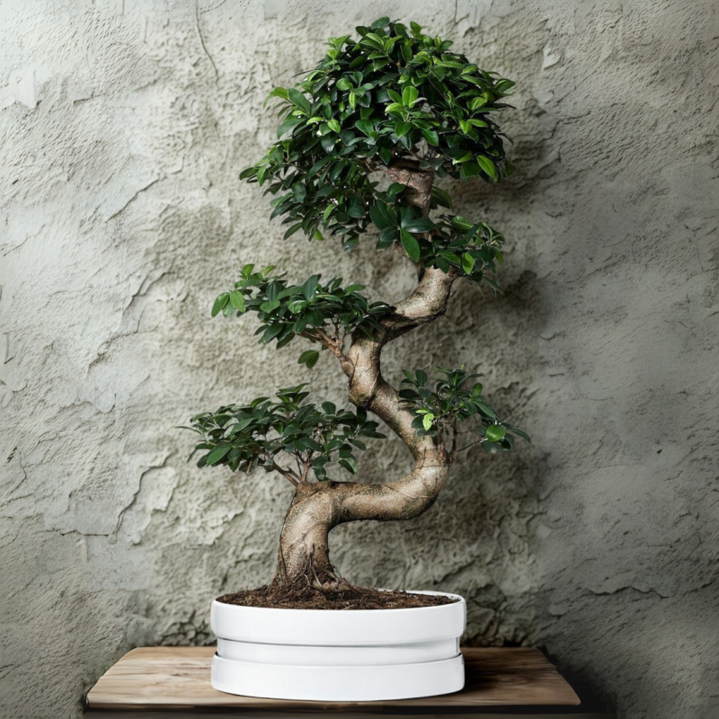 Ficus Microcarpa Bonsai Tree 70 cm - Image 6