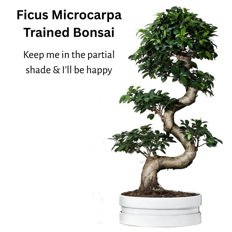 Ficus Microcarpa Bonsai Tree 70 cm - Image 3