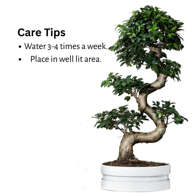 Ficus Microcarpa Bonsai Tree 70 cm - Image 4