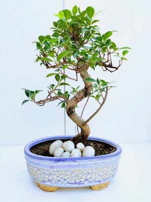 Aerial Root Ficus Bonsai 10 Years 45 cm