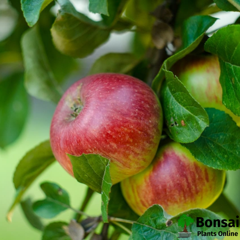 Apple Bonsai Tree - Image 3