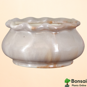 Designer Ceramic Bonsai Pot 15x15x10 cm