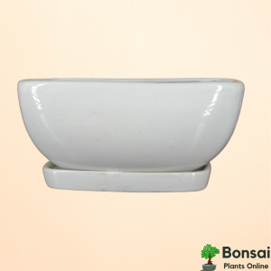 Ceramic Bonsai Tray Pot 15x10x10 cm