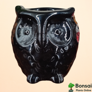 "Auspicious Owl" Ceramic Pot 10x10x13 cm