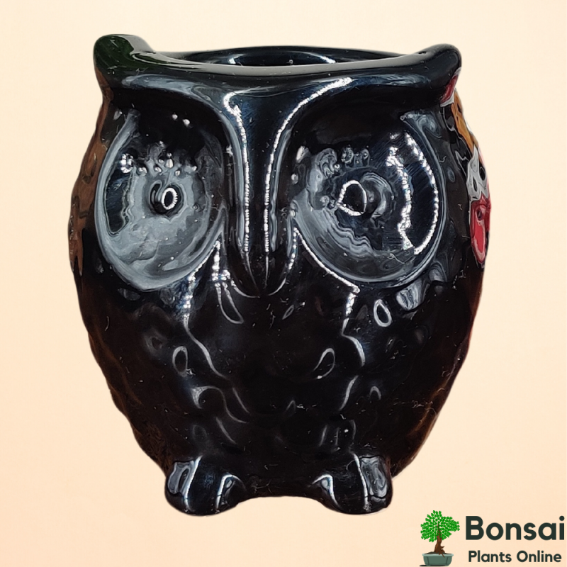 "Auspicious Owl" Ceramic Pot 10x10x13 cm