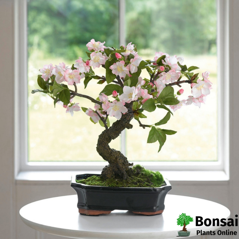 Cherry Blossom Bonsai (Prunus) - Image 3
