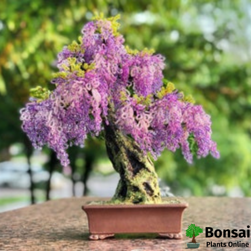 Wisteria Bonsai Tree - Image 3
