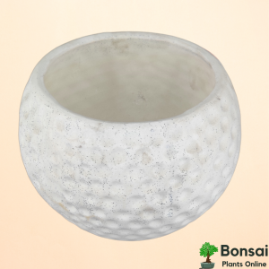 Football-Style Ceramic Bonsai Pot 5x5"