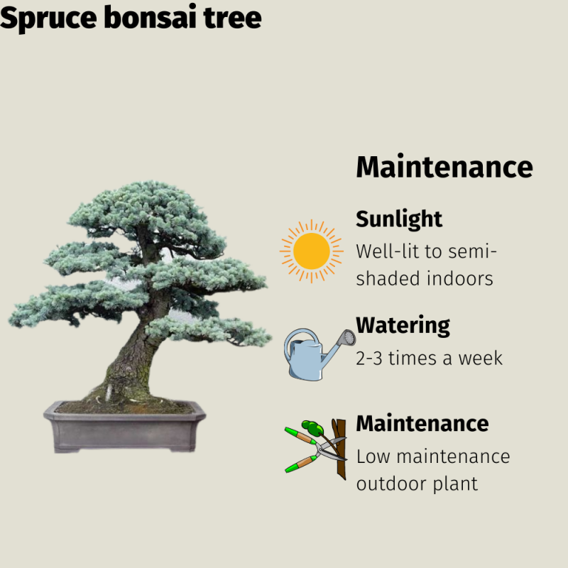 Spruce Bonsai Tree - Image 2
