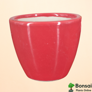 Cup-Shaped Ceramic Flower Pot 10x10 cm