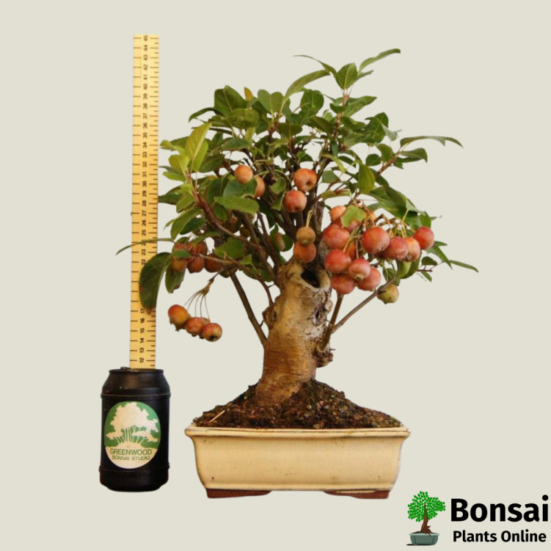 Apple Bonsai Tree - Image 2