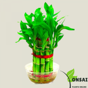 2 Layer Luck Bamboo