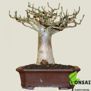 Baobab Bonsai Tree