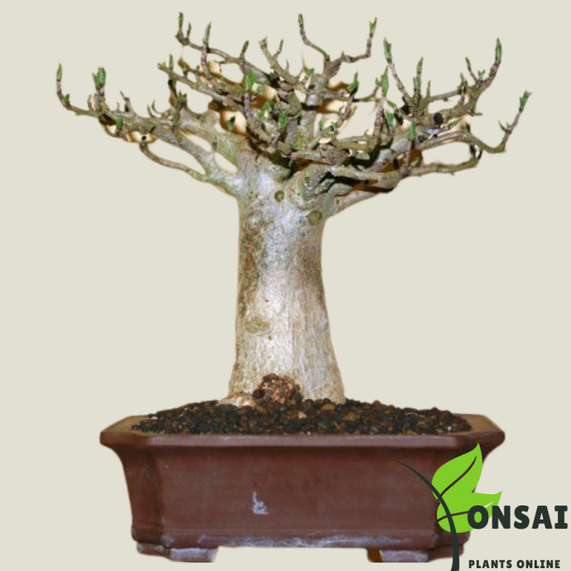Baobab Bonsai Tree
