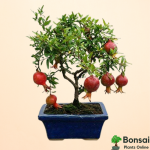 Pomegranate Bonsai Tree