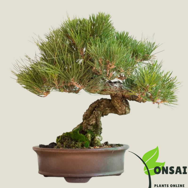 Pine Bonsai Tree