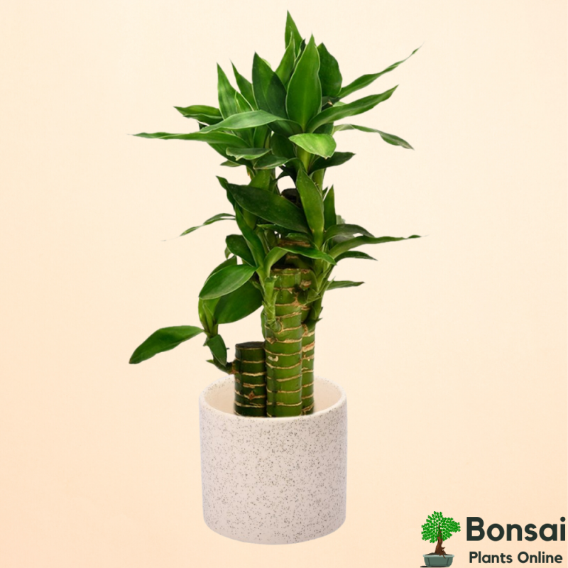 Textured Ceramic Bonsai Pot 4x4" - Image 2