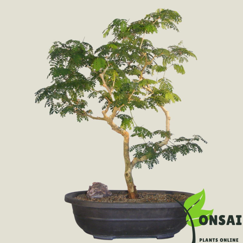 Brazilian Rain Tree Bonsai