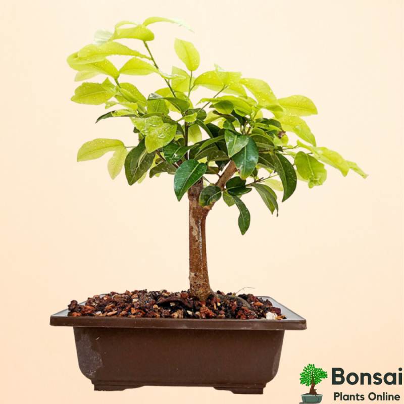 Ficus Long Island Bonsai Tree 4 Years 30 cm - Image 4