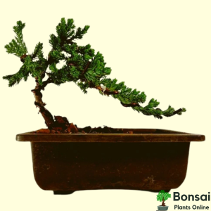 Juniper Bonsai Tree In Black Ceramic Pot 4 Years Old 40 cm