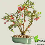 Spindle Bonsai Tree (Euonymous Bonsai)