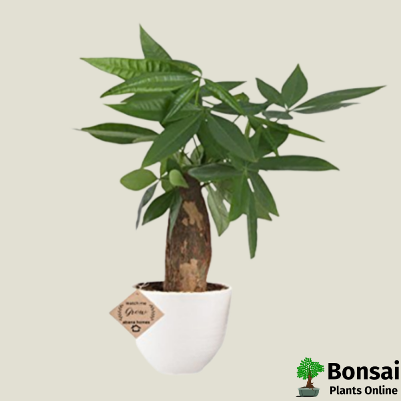 Braided Pachira Money Tree Bonsai in Ceramic Pot 6 Years 40 cm - Image 2